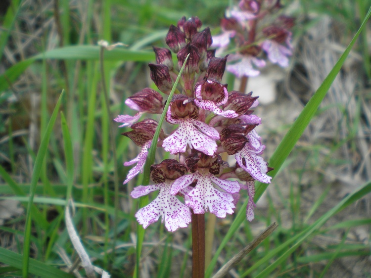 orchidee del perugino